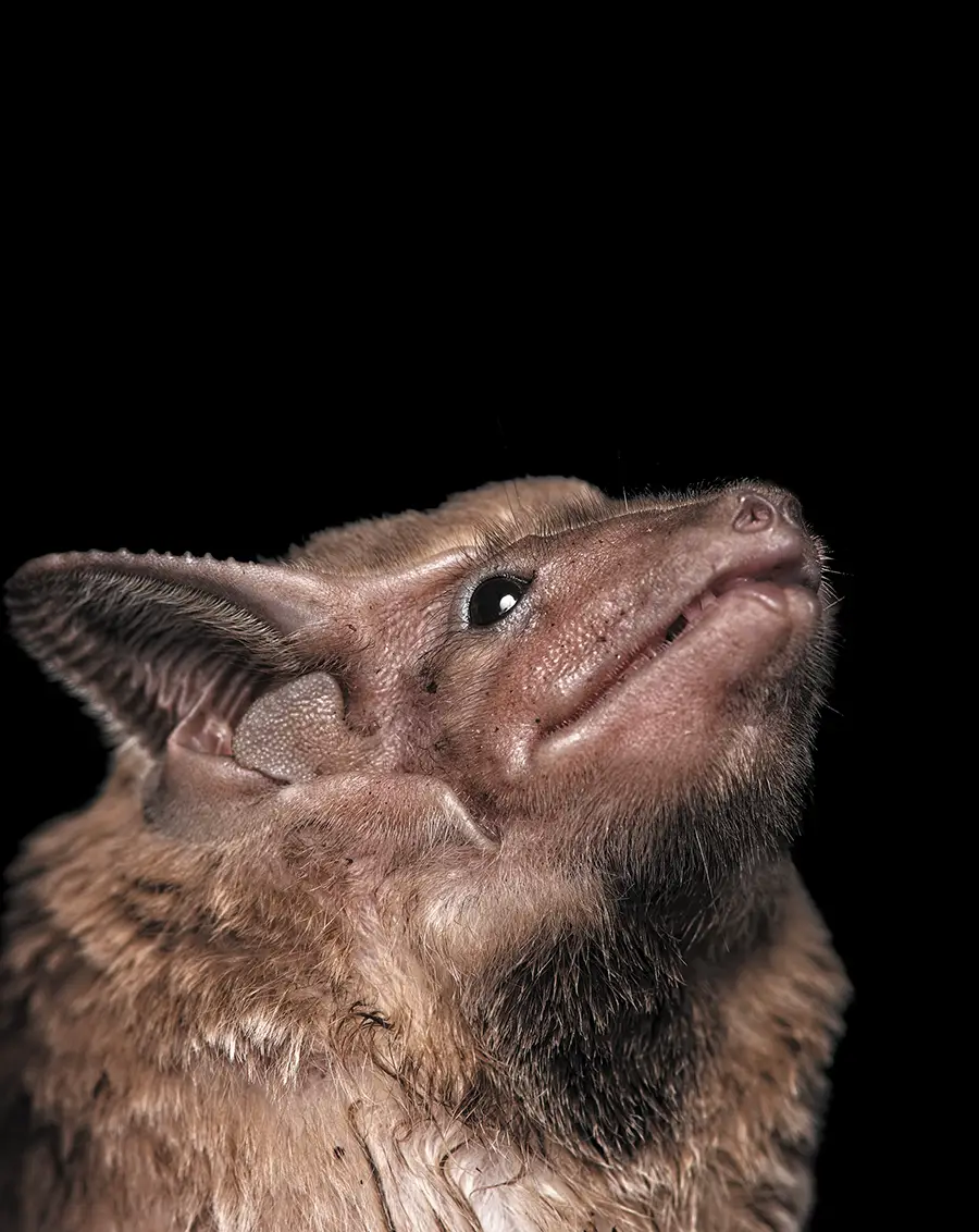 closeup of Hildegarde’s tomb bat