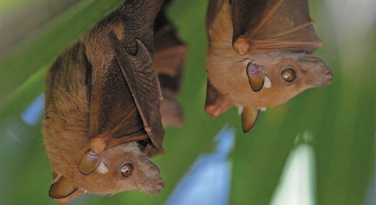 Wahlberg’s epauletted fruit bat