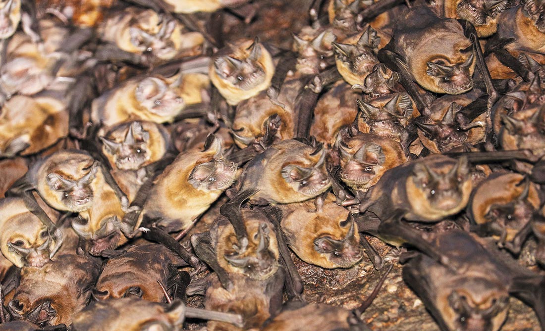 a large gathering of Fijian Free-tailed Bats