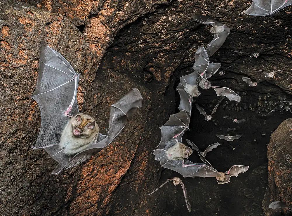 leaf-nosed bats emerging from a cave