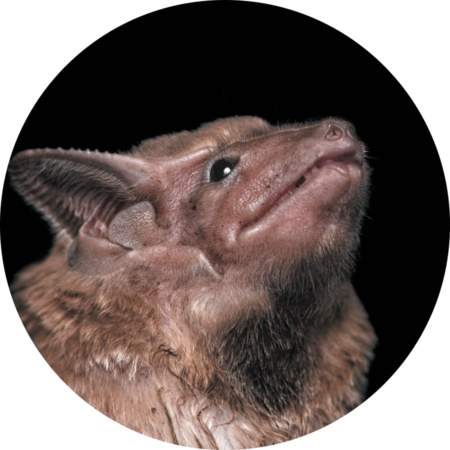 closeup face shot of endangered Hildegarde’s tomb bat