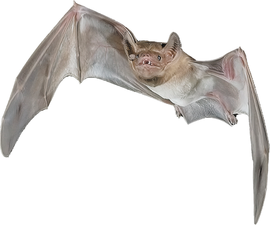 Hildegarde’s tomb bat mid-flight