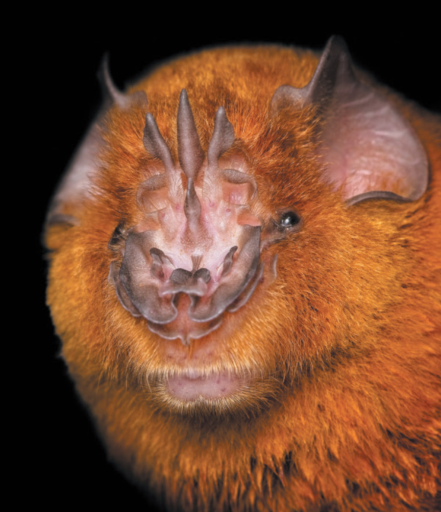 closeup face shot of African trident bat