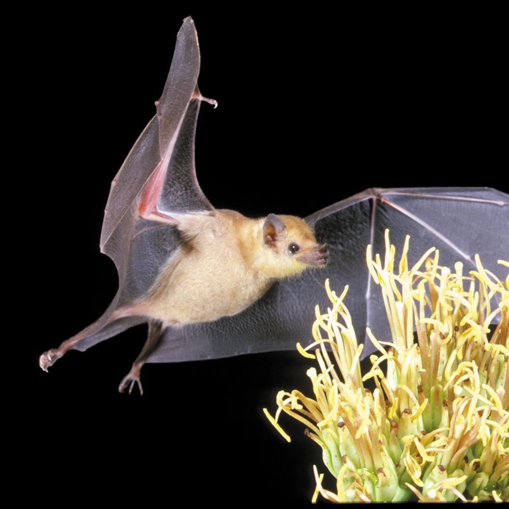 A bat in flight near a cluster of yellow flowers against a black background.