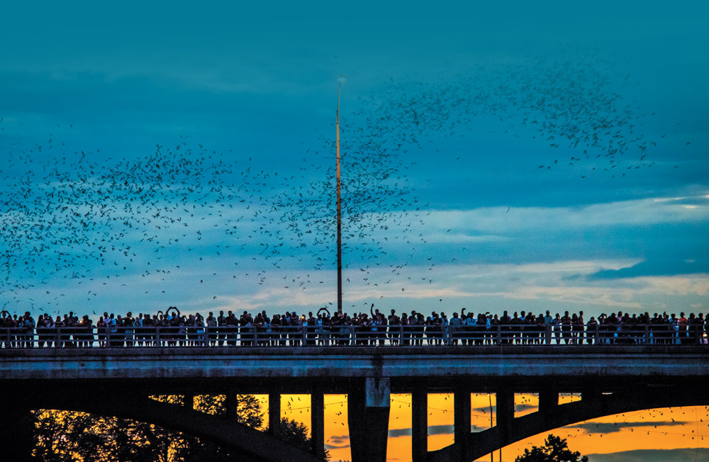 A large flock of bats flying above a crowded bridge at sunset.