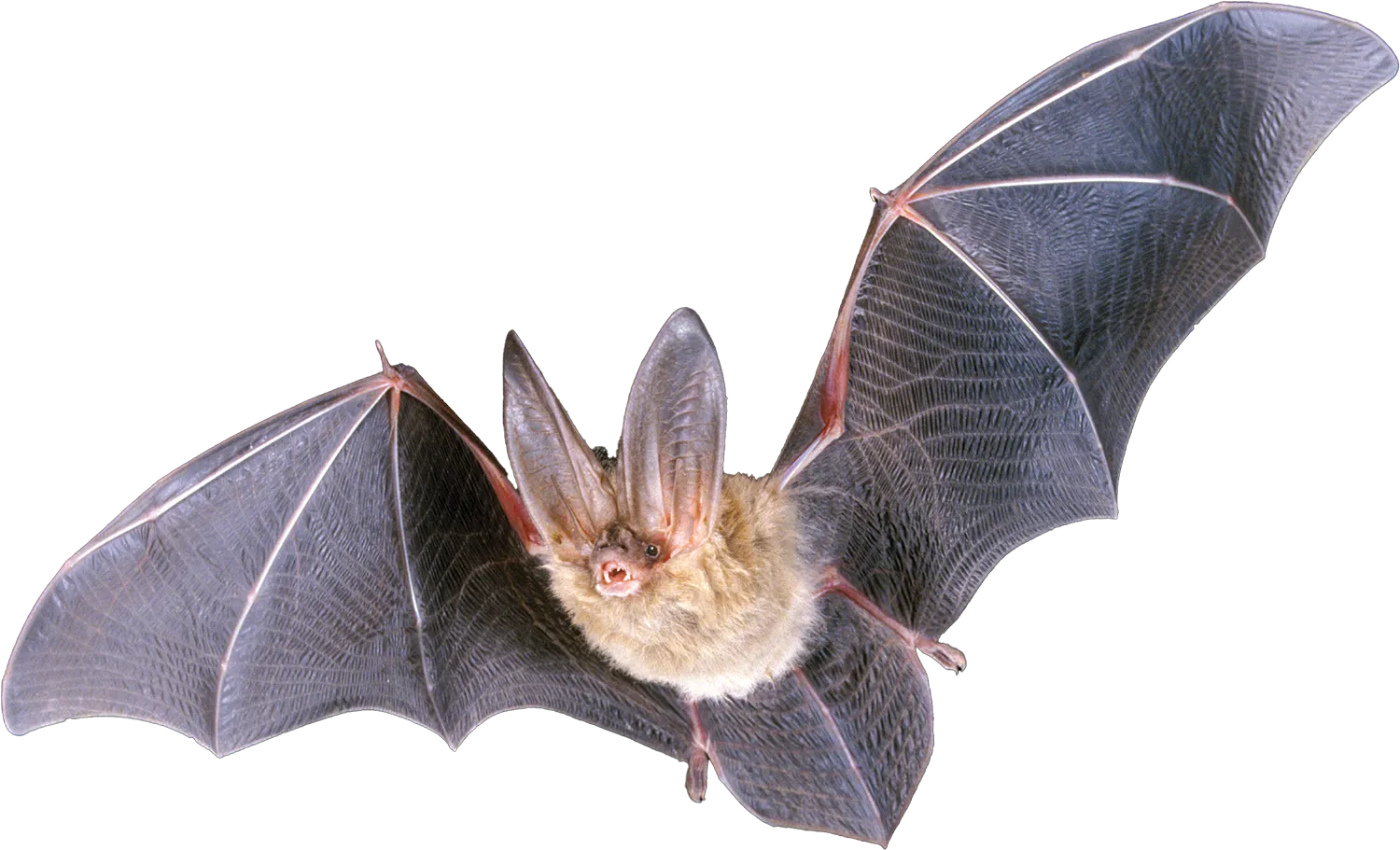 A bat in flight with large ears and outstretched wings against a transparent background.