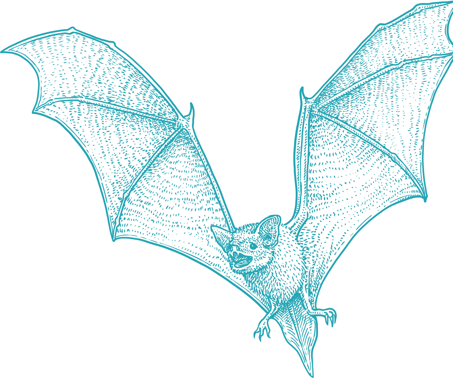 Stylized teal silhouette of a bat with wings fully extended, showcasing detailed wing membrane structure.