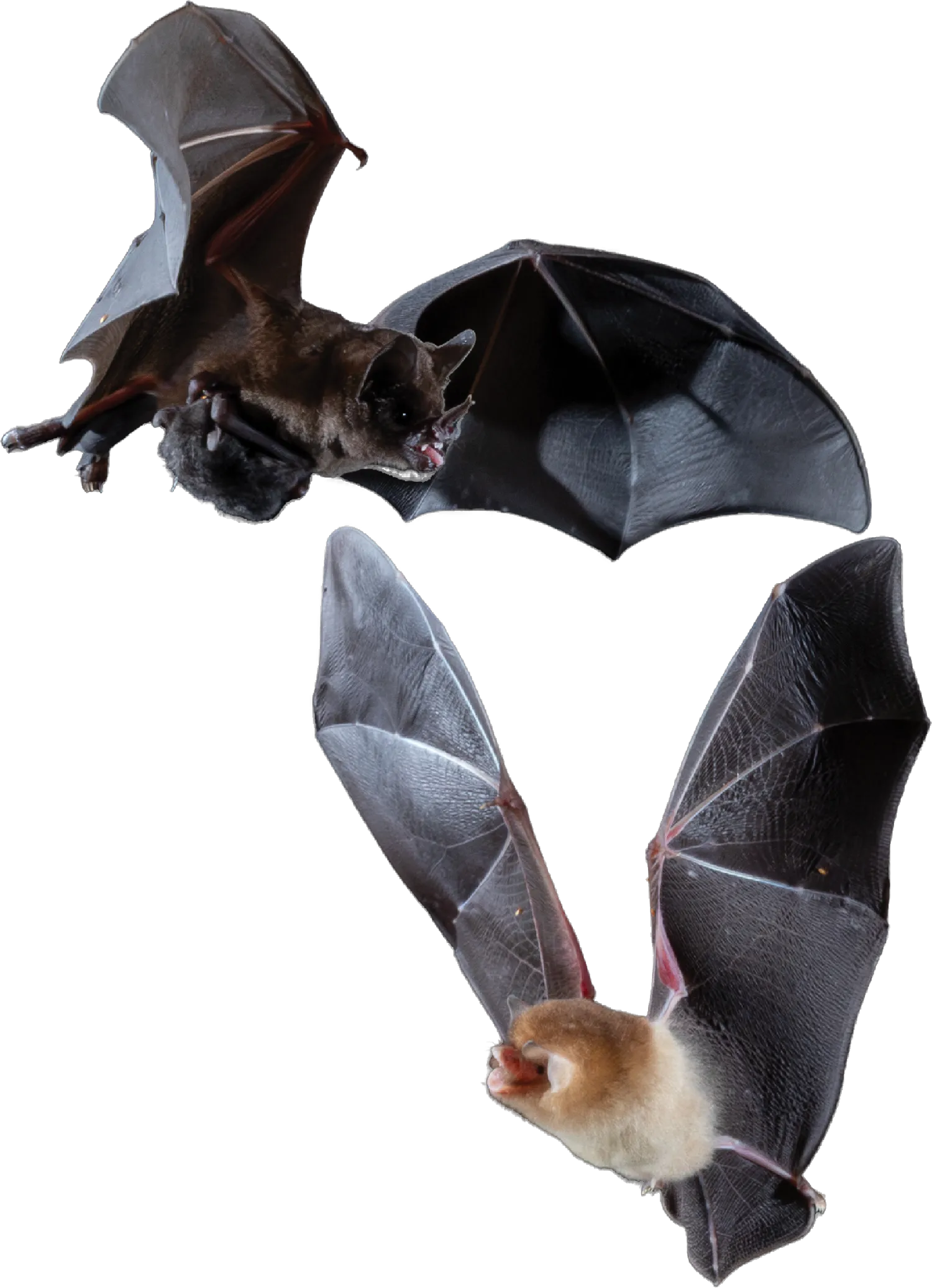 Two bats flying against a black background.