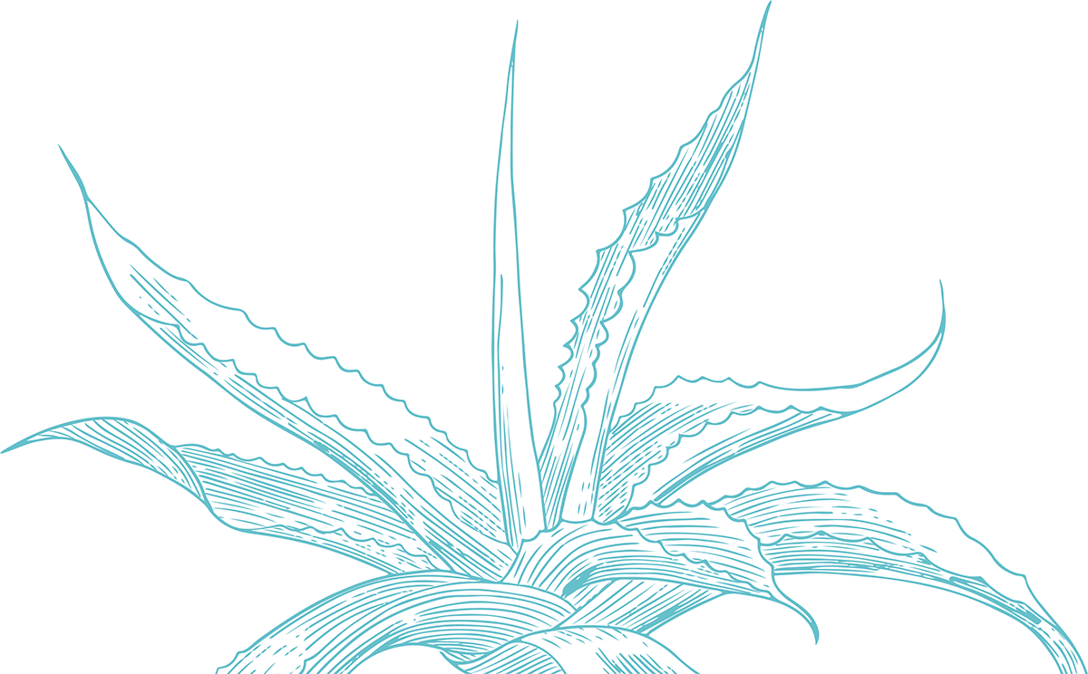 Line drawing of a plant with elongated, textured leaves in blue on a white background.