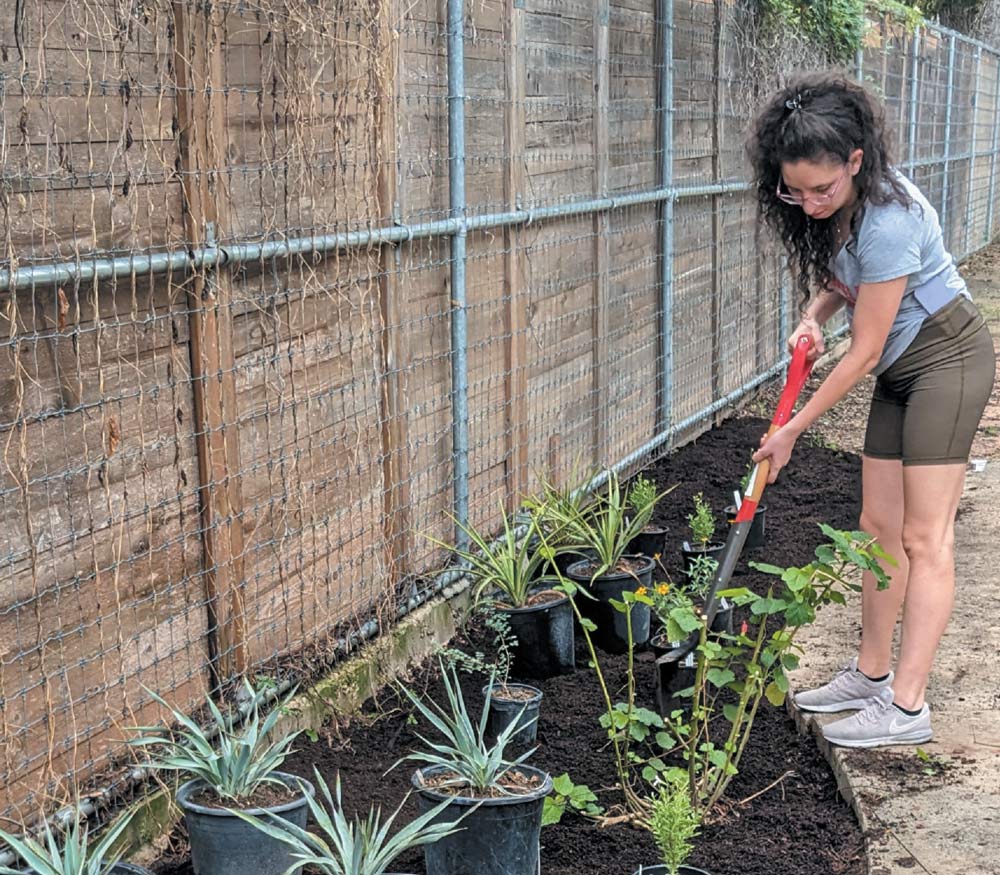 A woman using a shovel to plant in a garden next to a wooden and chain-link fence, with potted plants nearby.