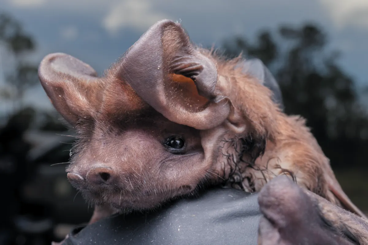 Close-up of a bat with prominent ears resting on a gloved hand, showcasing its facial features in natural light.