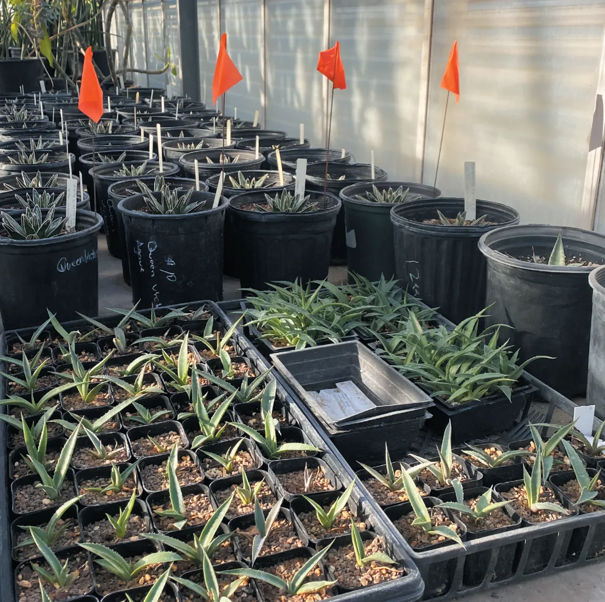 Rows of potted plants inside a greenhouse, marked with orange flags, indicating an organized botanical study or nursery.