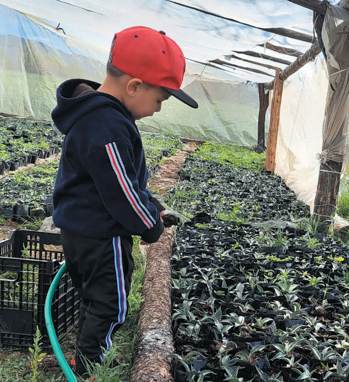 A young boy in a red cap and navy hoodie watering rows of seedlings inside a greenhouse with a plastic hose.