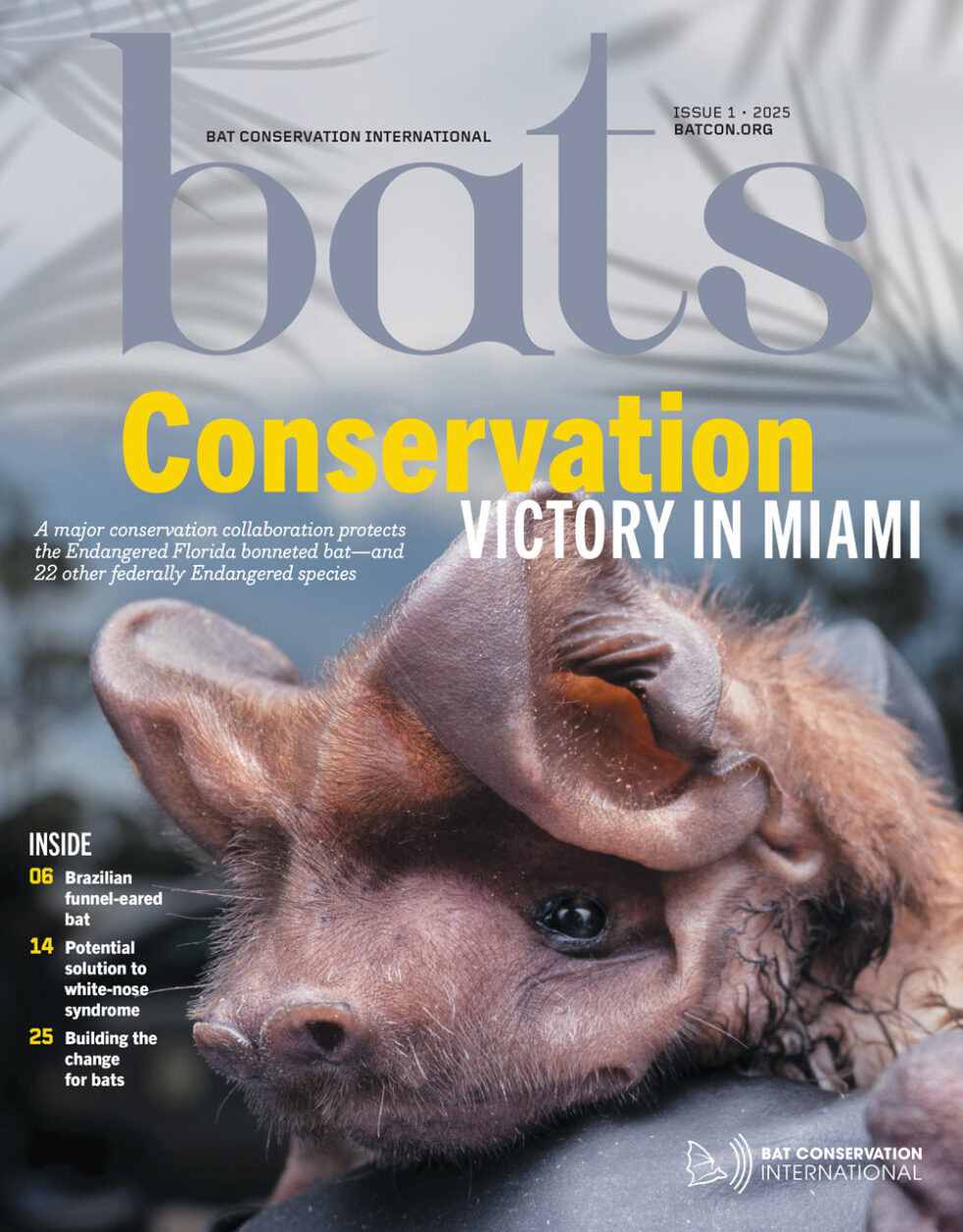 Bat Conservation
