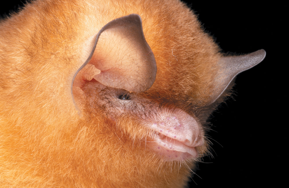 Close-up of a bat with fluffy orange fur and prominent ears.