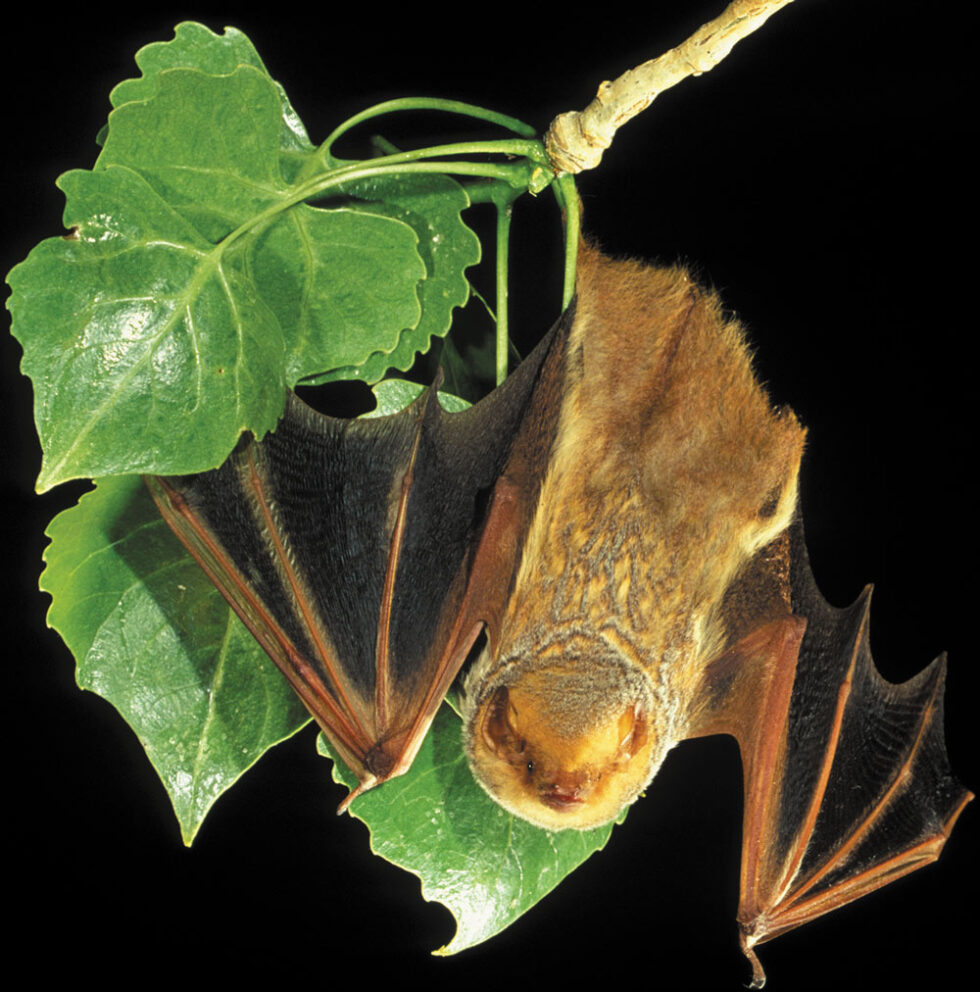 Gardening for Bats
