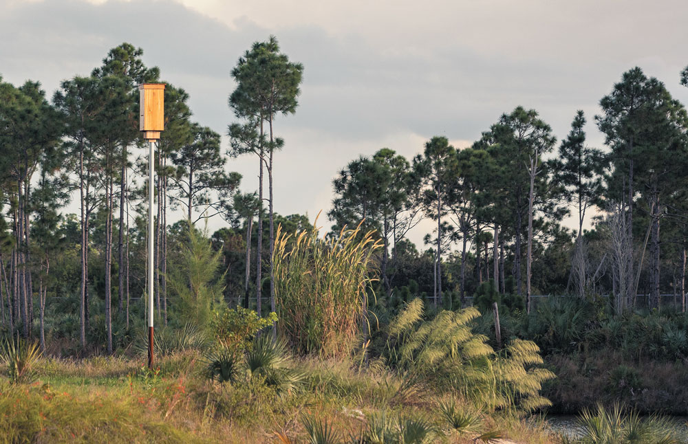 A wooden bat box on a tall pole amidst pine trees and wild grasses in an overcast landscape.