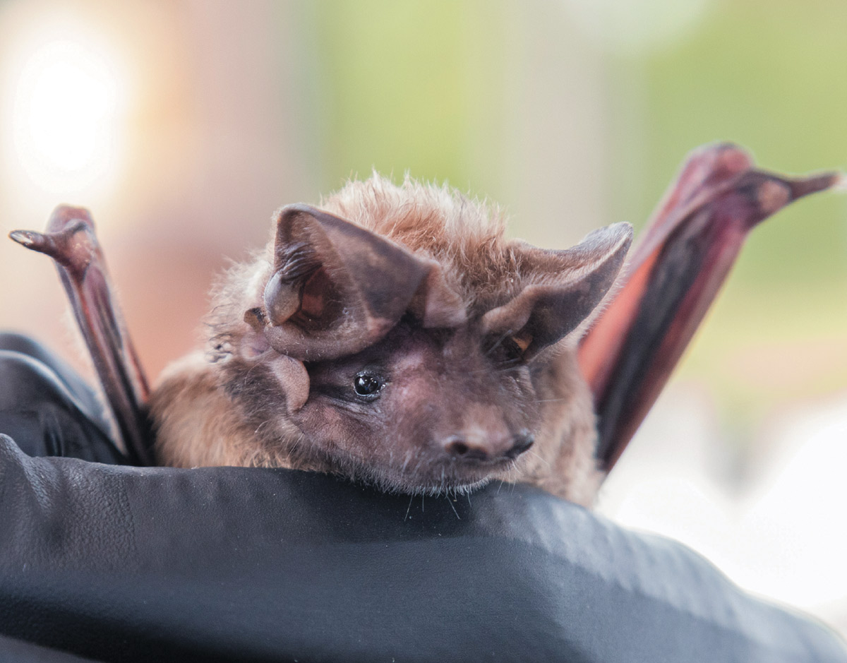 Close-up of a bat with large ears and dark eyes being held by a gloved hand.