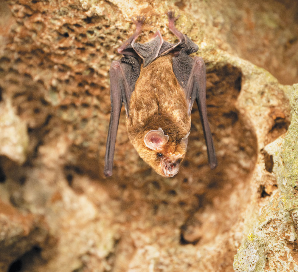 A bat hanging upside down against a rock surface.