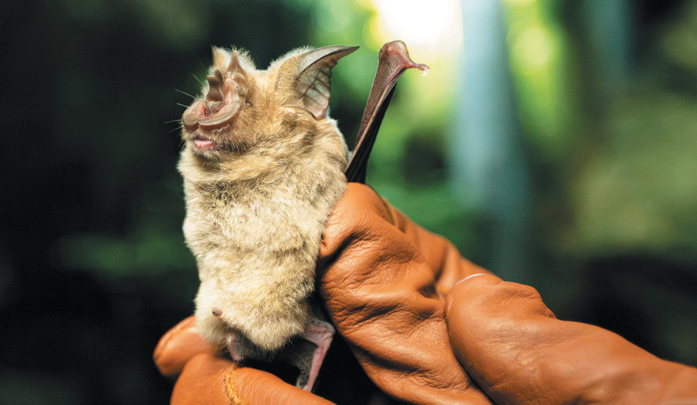 A small bat held in an orange-brown leather glove, mouth open and ears upright.