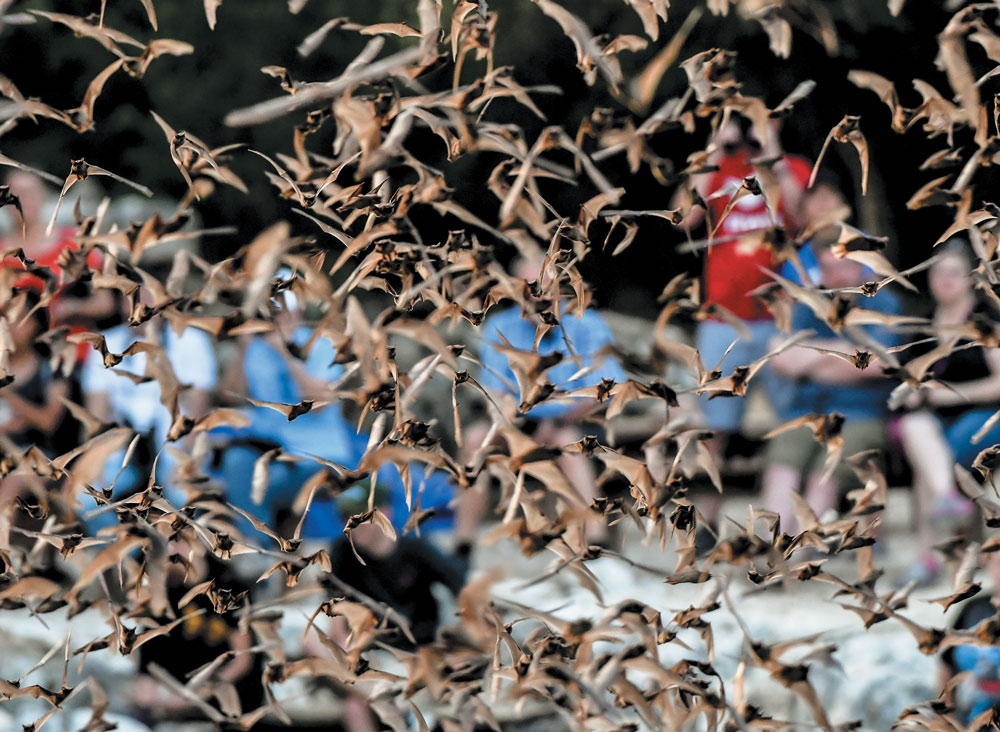 A swarm of bats flying with a blurred crowd in the background.