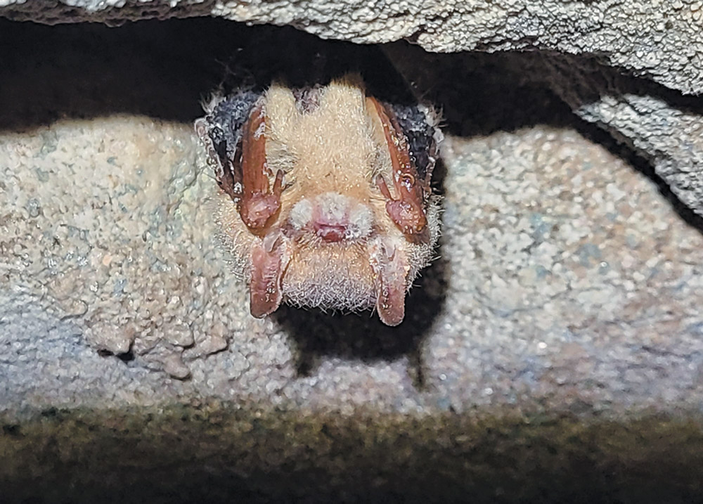 A bat nestled in a rocky crevice with its face and folded wings visible.