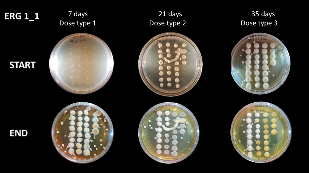 Six petri dishes showing microbial growth at different times and doses.