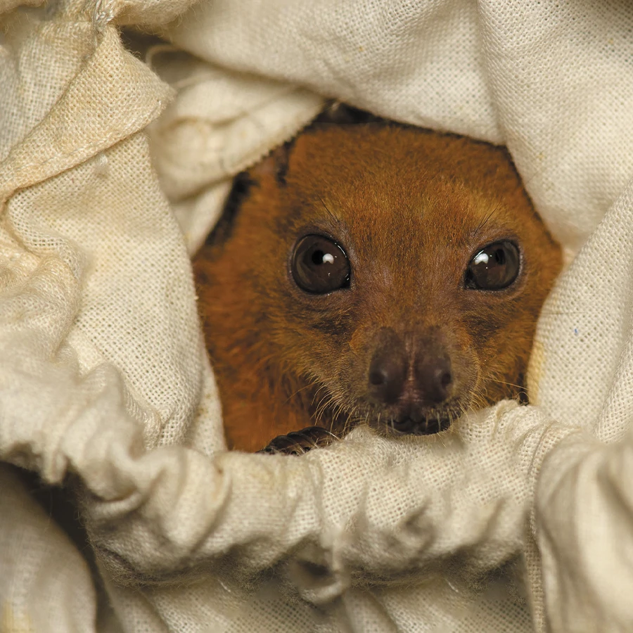 A greater short-nosed fruit bat peeking out of a bag.
