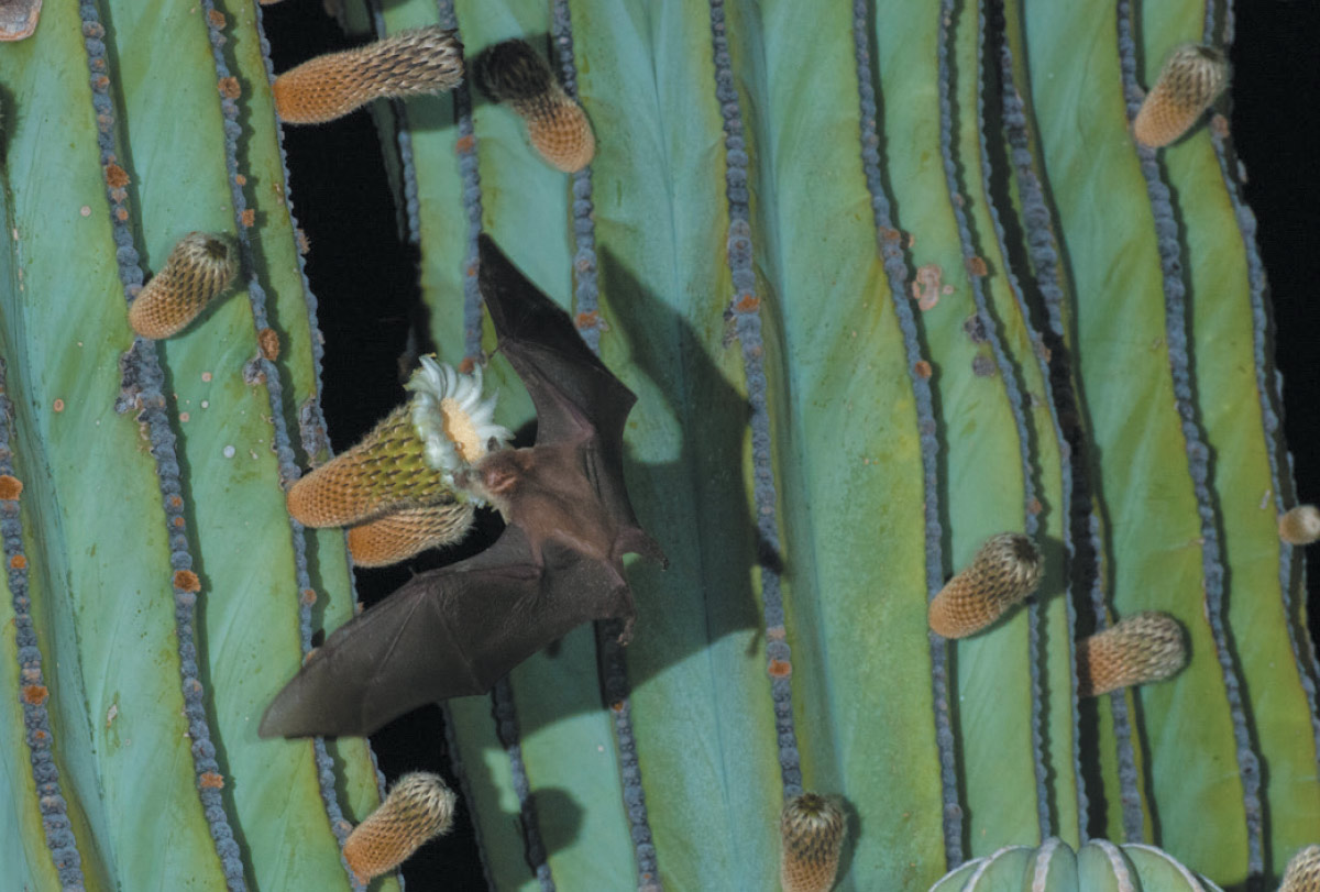 A lesser long-nosed bat feeding on nectar 