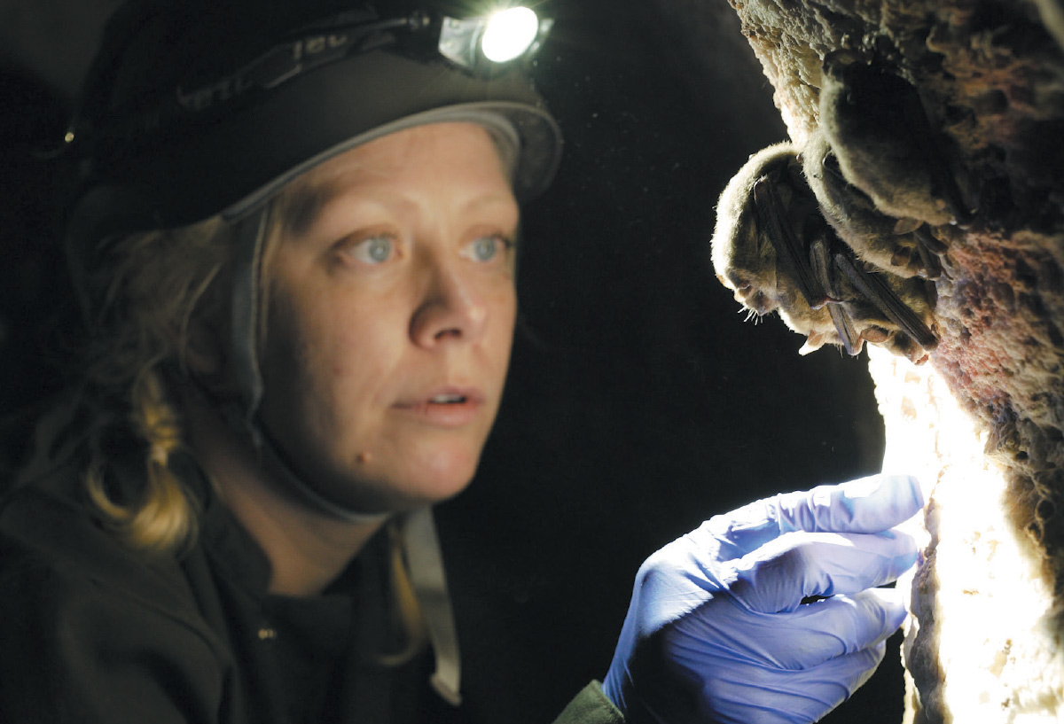 Kristin Jonasson wearing a headlamp and gloves while observing a bat up close