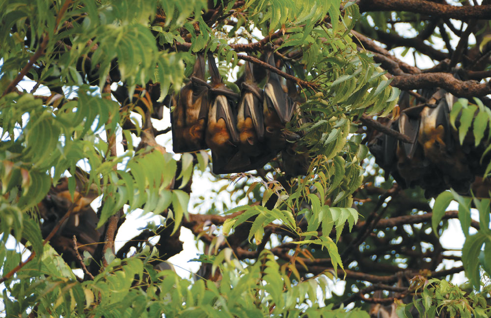 Bats hanging from a tree among green leaves.