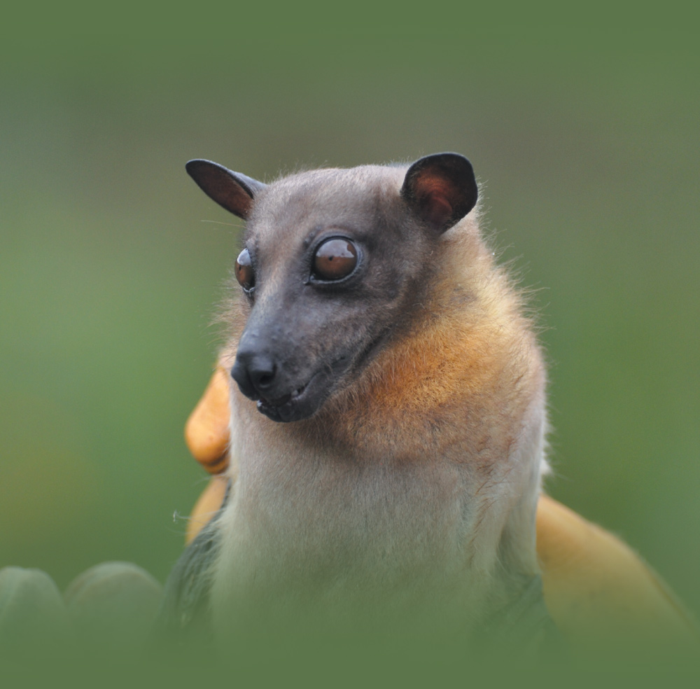 Close-up of a spectacled flying fox with dark gray and orange-brown fur.