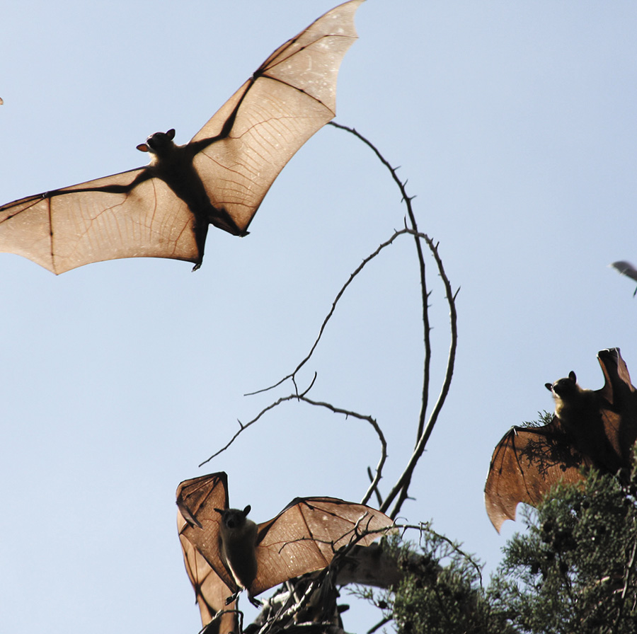 A circular image shows several bats, some in flight against a clear sky, and others hanging from tree branches.