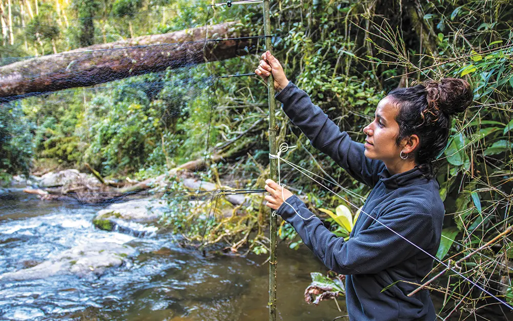 Landscape orientation photograph of a woman with her hair pulled back in a bun and wearing a dark fleece jacket is setting up a fine mesh net, possibly a mist net near a flowing stream in a dense, green forest; A large fallen log is visible across the stream in the background; This individual pictured here happens to be Carme Tuneu-Corral setting up mist-nets to capture Malagasy bats to study the presence of agricultural pests and disease vectors in their diets