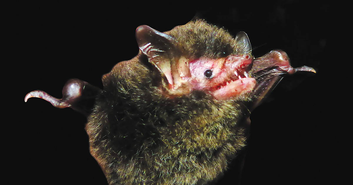 Bat Signals