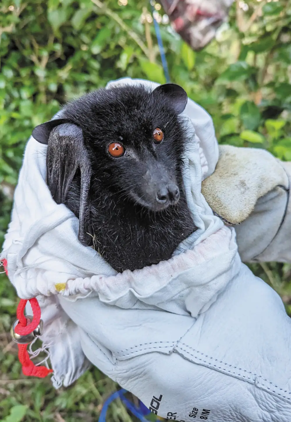 Livingstone’s fruit bat being held by a pair of hands