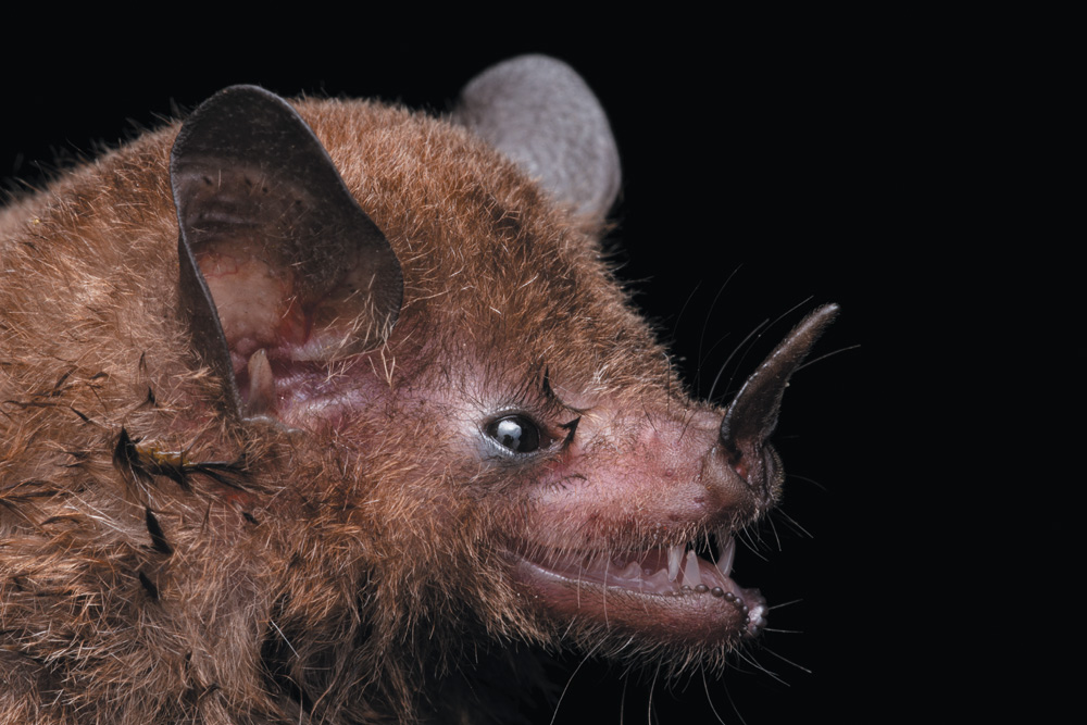 A close-up, profile view of a brown bat's head against a black background. It has large, pointed ears and a prominent, horn-like noseleaf that extends upward from its nose. Its mouth is slightly open, revealing small, sharp teeth.
