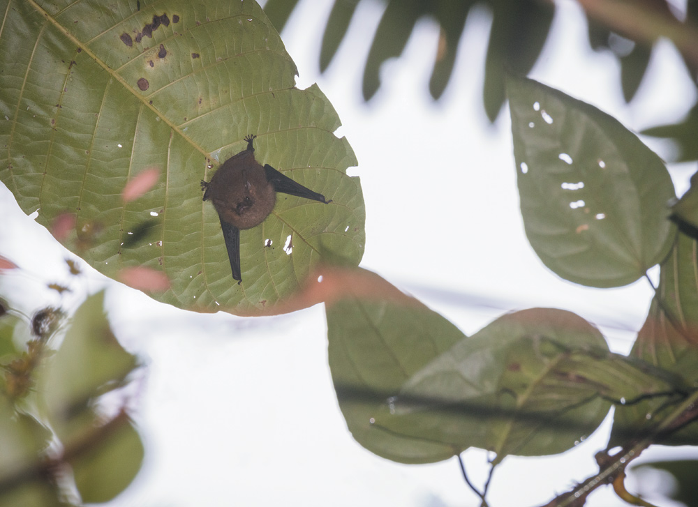 A bat hangs upside down from the underside of a large, green leaf. The leaf is tattered with a few small holes. Other leaves and a bright sky are visible in the blurry background.