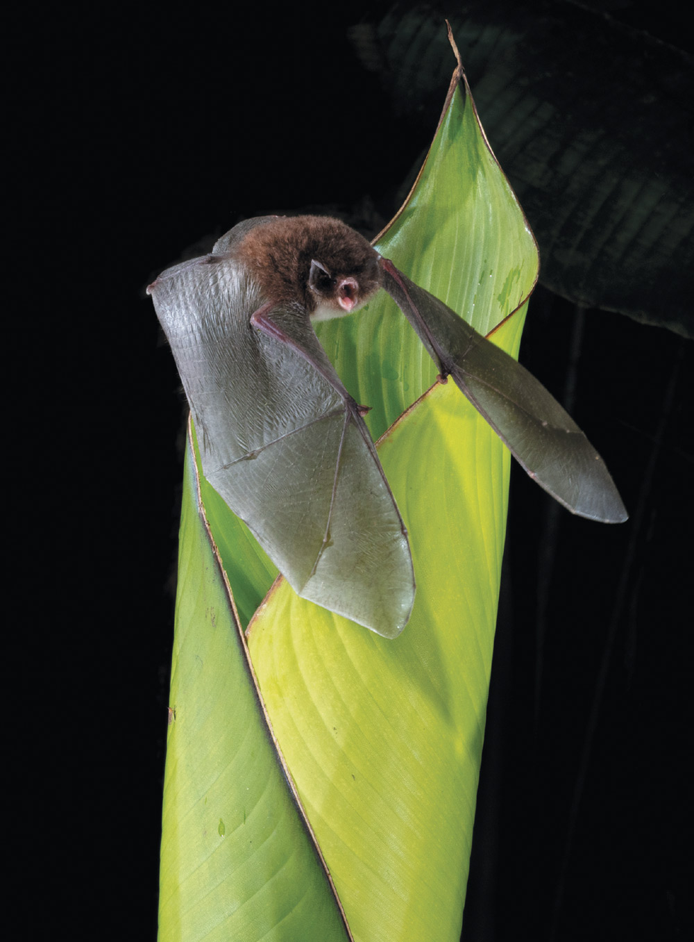 A small, dark brown bat emerges from inside a large, light green, rolled-up leaf. The bat is in mid-flight, with its wings spread out. Its mouth is open and its teeth are visible. The background is completely black.