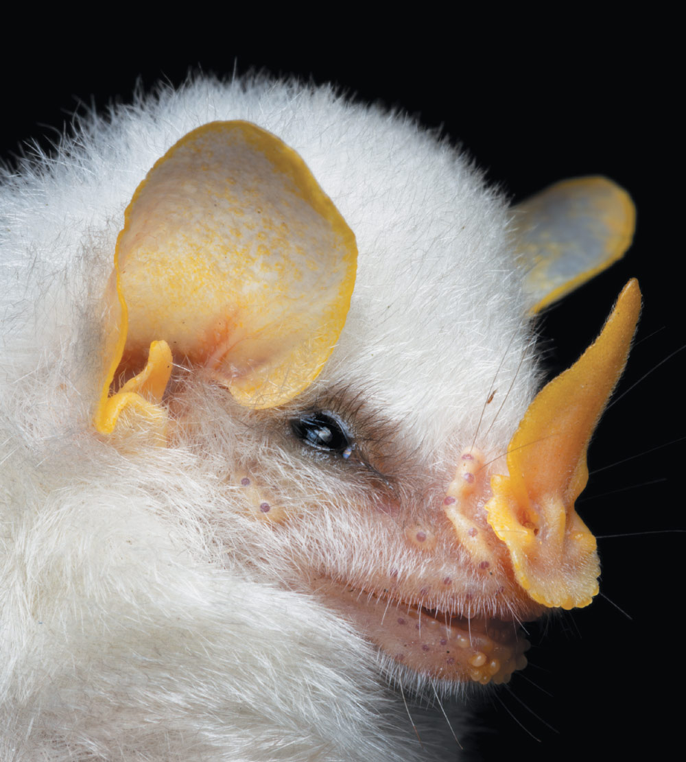 A close-up, profile shot of a small white bat against a black background. Its fur is bright white, and its pointed ears and noseleaf are a striking yellow color. Its eye is a dark color with a blue sheen.
