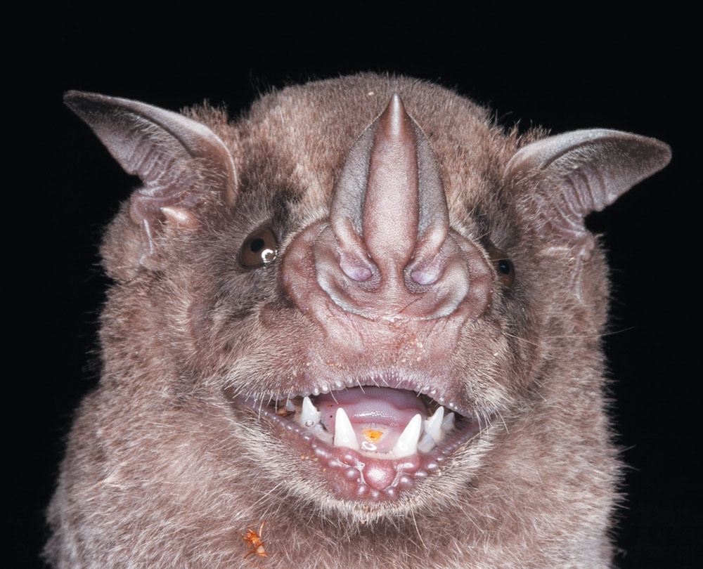 A close-up, frontal shot of a brown bat's head against a black background. The bat is facing the camera with its mouth open, revealing a row of sharp white teeth. A prominent, tall noseleaf extends upward from the top of its nose. Its eyes are dark and appear to be looking forward.