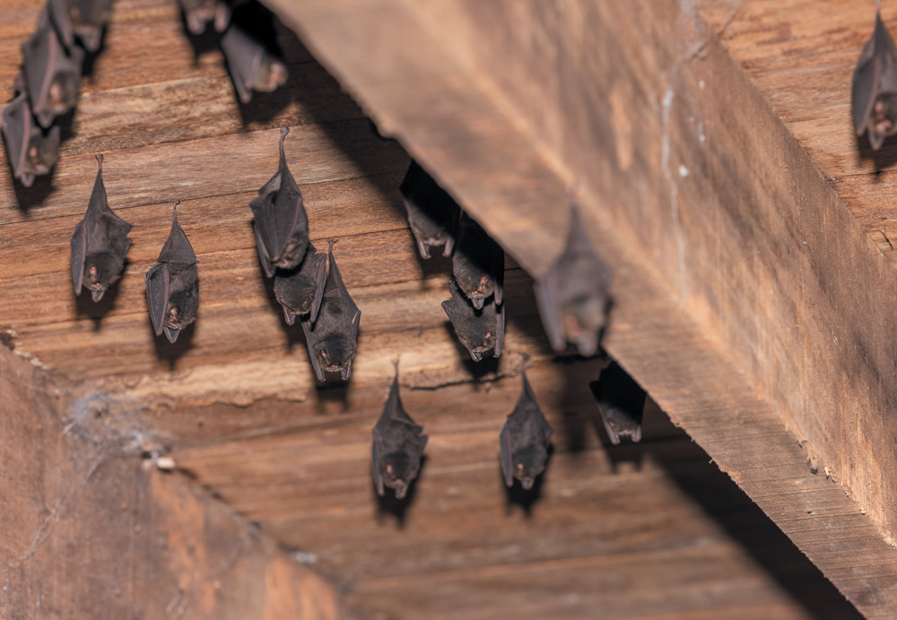 A group of small, dark brown bats hang upside down in a cluster from the wooden ceiling rafters of a building. Their wings are folded tightly around their bodies. The image is taken from a low angle, looking up at the bats.