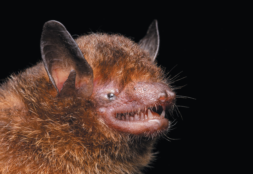 A close-up, profile shot of a reddish-brown bat's head against a black background. The bat has large, pointed ears and a warty, wrinkled nose. Its mouth is open wide, revealing a mouthful of sharp teeth.