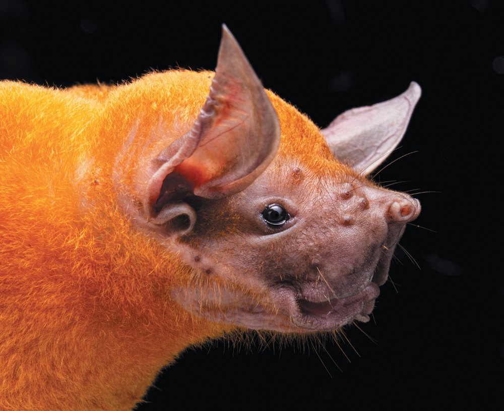 A close-up, profile shot of a bat with bright orange fur against a black background. Its head and face are a mottled brown color, with small bumps on the nose. Its ears are large and pointed. The bat is looking to the right.