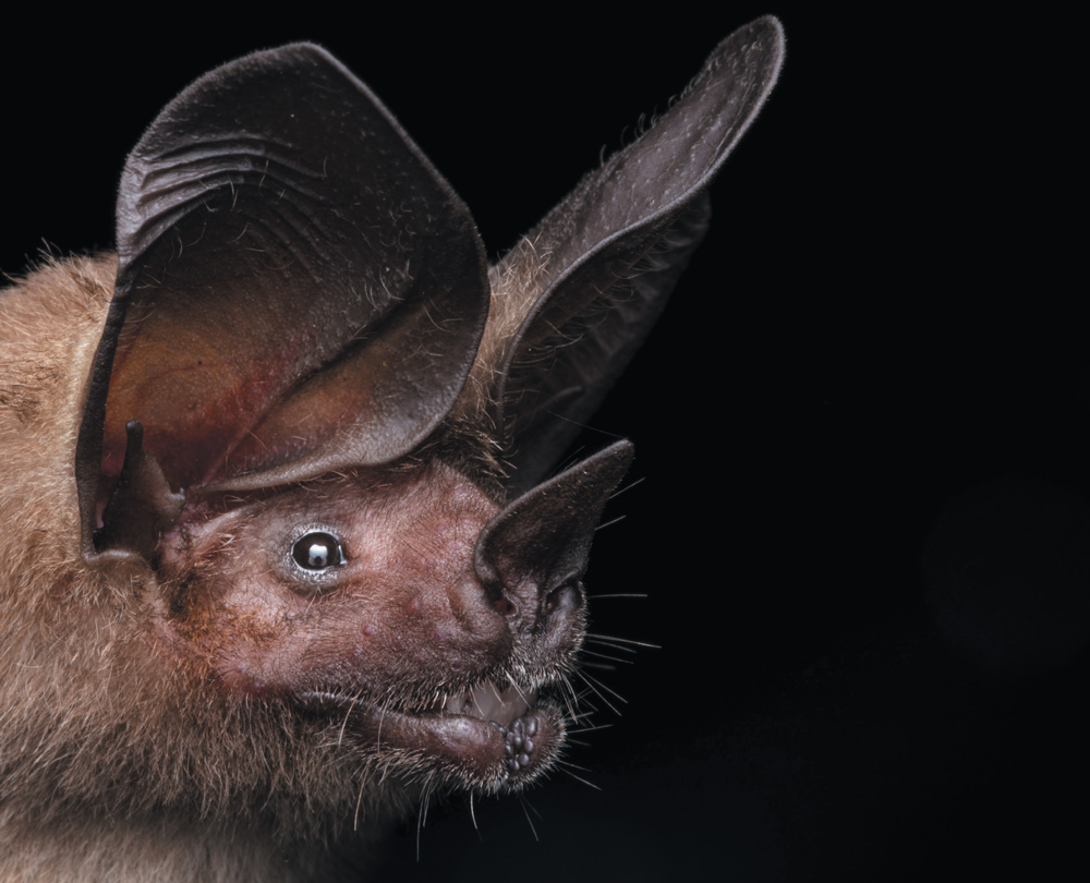 A close-up, profile shot of a brown bat's head against a black background. The bat has exceptionally large, fan-like ears that stand out from its head. Its face is slightly wrinkled, and it has a small, leaf-shaped nose. The mouth is slightly open, revealing a row of tiny teeth.
