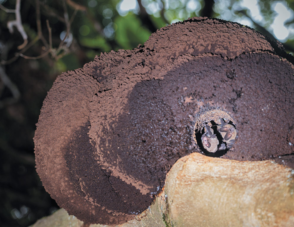 A colony of small bats, appearing as a cluster of gray and brown bodies, peeks out from a circular hole in a large, dark brown, mound-like structure. The structure, which looks like a fungus or a termite nest, is attached to a tree branch.