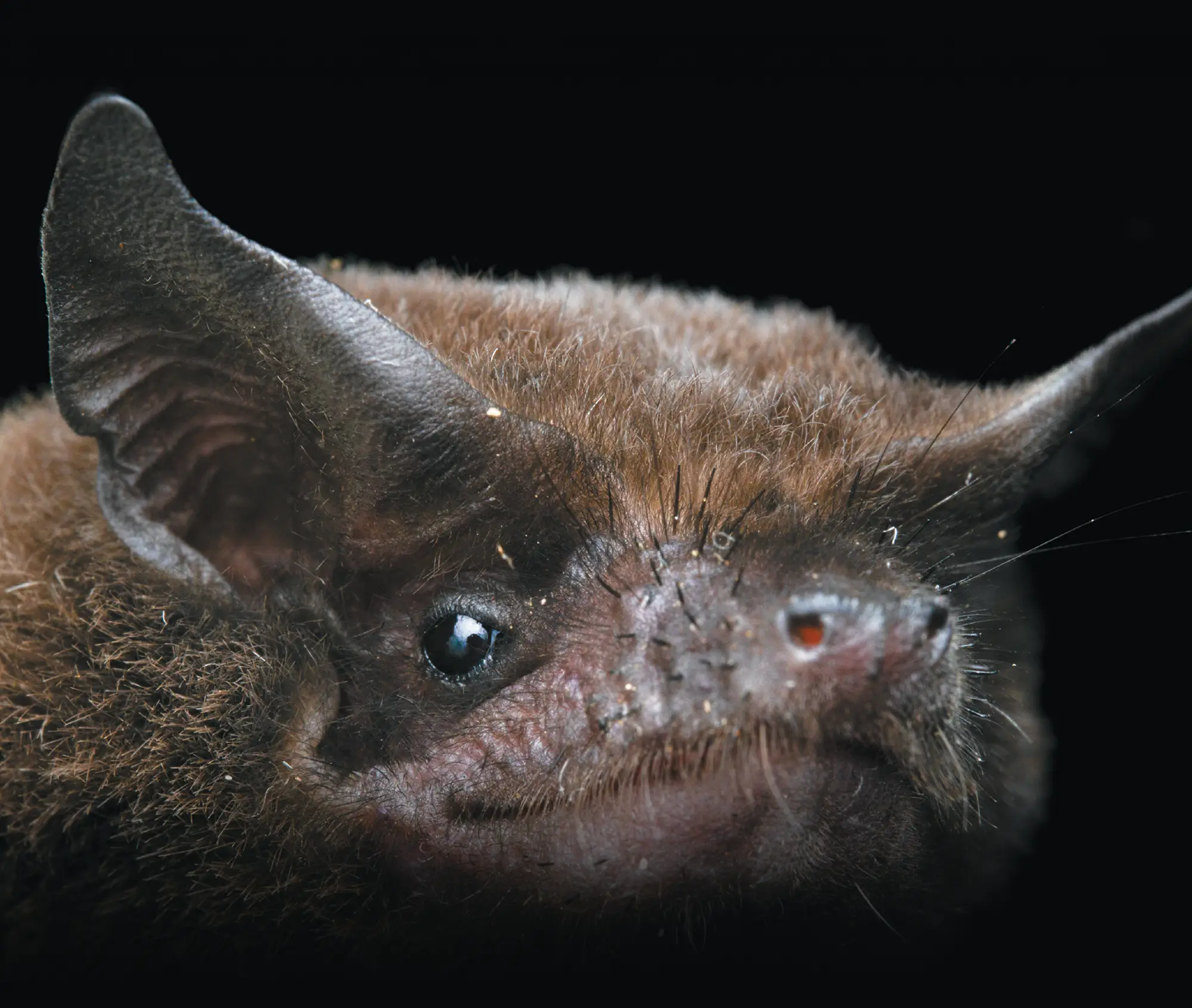 A close-up headshot of a bat against a black background. The bat has large, pointed, fuzzy brown ears and a small nose with a faint red tint on the tip. Its fur is a rich brown color. The lighting illuminates the details on its face, including tiny hairs on its nose and chin.