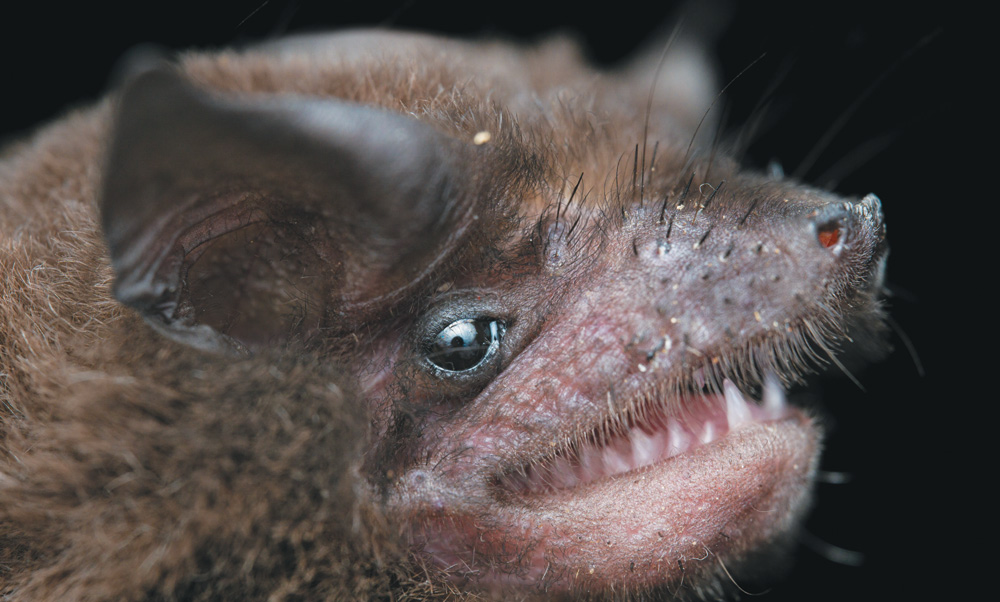 A close-up, eye-level shot of a bat's face against a black background. The bat has brown, furry ears, and a small, upturned nose. Its mouth is open slightly, revealing small, sharp teeth. One of its eyes is visible and looks directly at the camera. The fur and bare skin around its nose are flecked with what appears to be dirt or pollen.