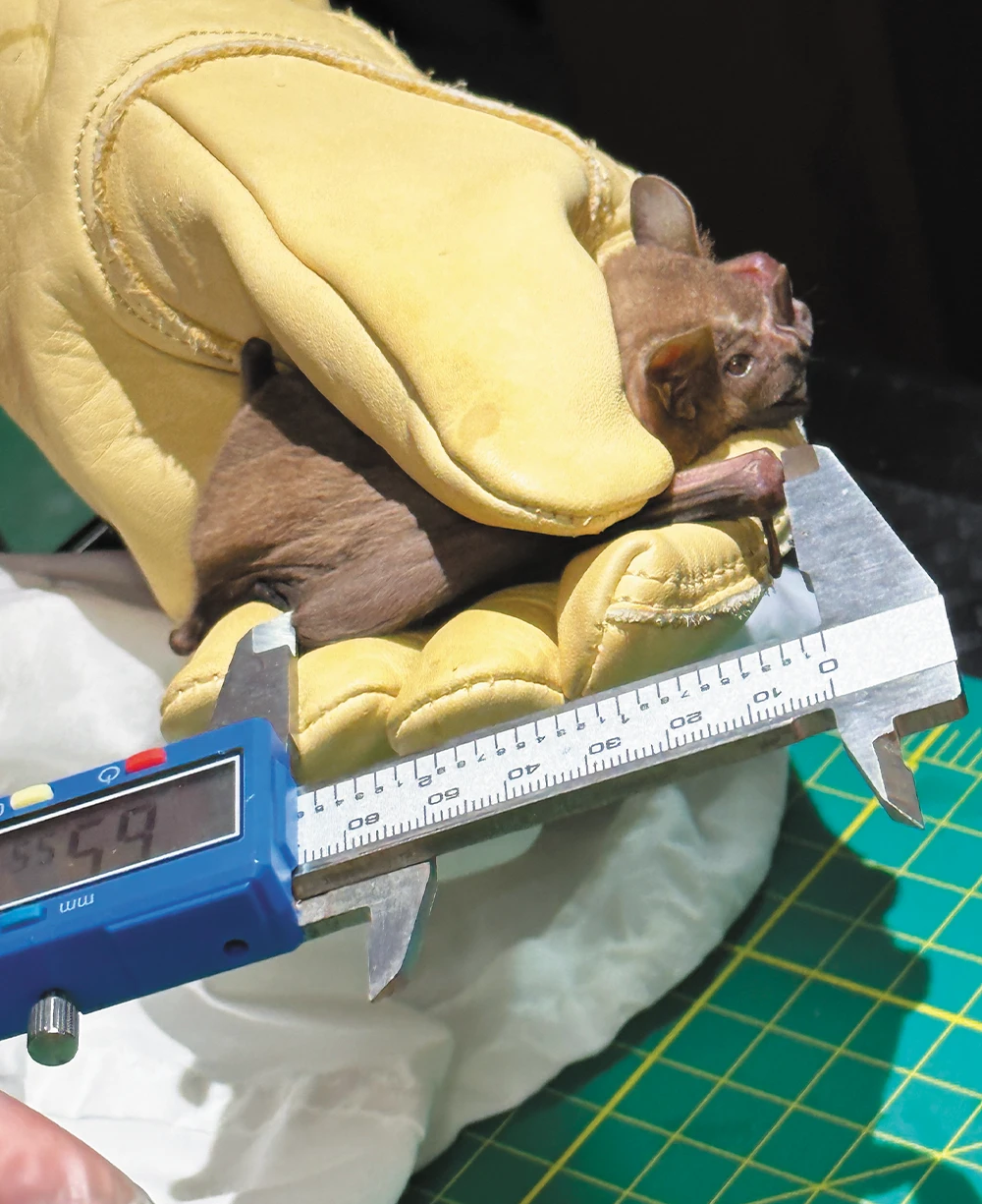 A close-up image showing a scientist measuring a small, brown bat held in a thick, tan leather glove. The bat is nestled in the gloved hand, while a blue digital caliper is used to measure its forearm or wing length.