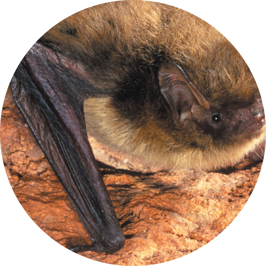 closeup of northern long-eared bat